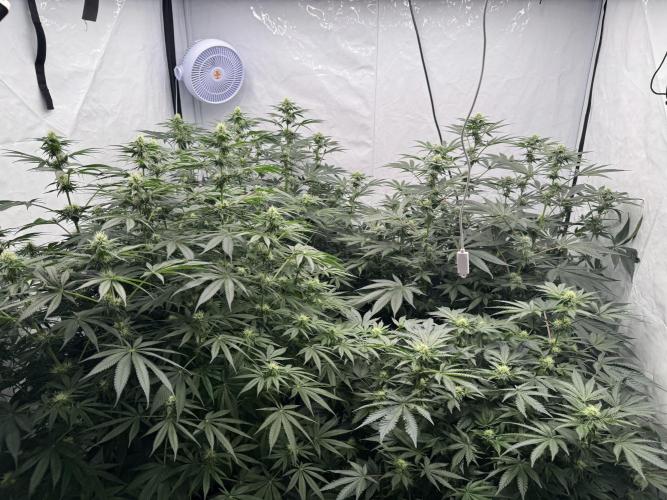 Copycat Genetics Sleepy Eye & Botafarm Matiere Grise. Week 7 - .