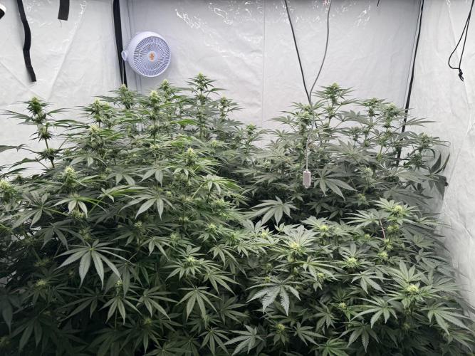 Copycat Genetics Sleepy Eye & Botafarm Matiere Grise. Week 7 - .