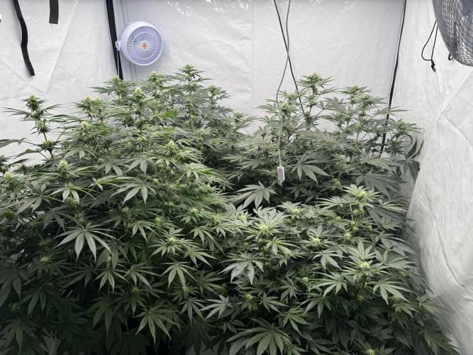 Copycat Genetics Sleepy Eye & Botafarm Matiere Grise. Week 7 - .