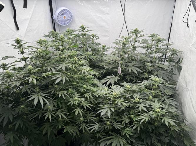 Copycat Genetics Sleepy Eye & Botafarm Matiere Grise. Week 7 - .