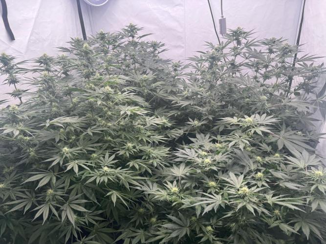 Copycat Genetics Sleepy Eye & Botafarm Matiere Grise. Week 8 - .
