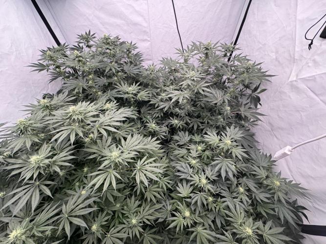 Copycat Genetics Sleepy Eye & Botafarm Matiere Grise. Week 8