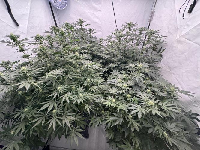 Copycat Genetics Sleepy Eye & Botafarm Matiere Grise. Week 8