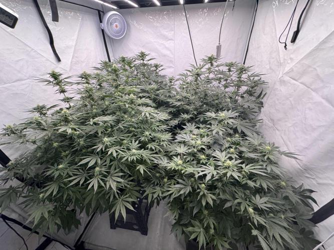 Copycat Genetics Sleepy Eye & Botafarm Matiere Grise. Week 8