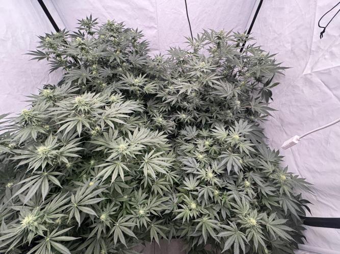 Copycat Genetics Sleepy Eye & Botafarm Matiere Grise. Week 8