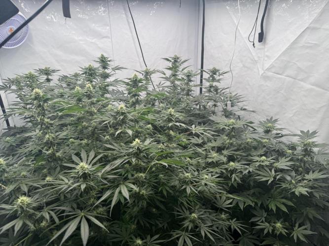 Copycat Genetics Sleepy Eye & Botafarm Matiere Grise. Week 9