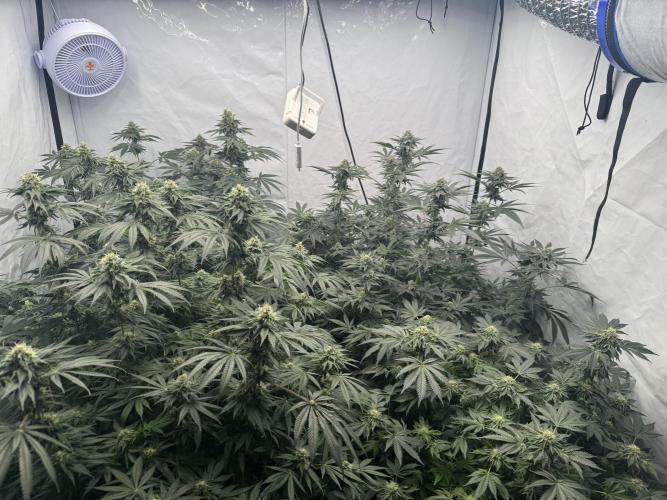 Copycat Genetics Sleepy Eye & Botafarm Matiere Grise. Week 9