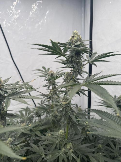 Copycat Genetics Sleepy Eye & Botafarm Matiere Grise. Week 10 - .