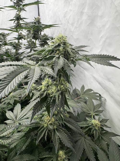 Copycat Genetics Sleepy Eye & Botafarm Matiere Grise. Week 10