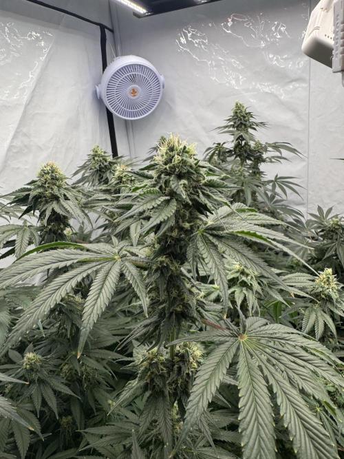 Copycat Genetics Sleepy Eye & Botafarm Matiere Grise. Week 10