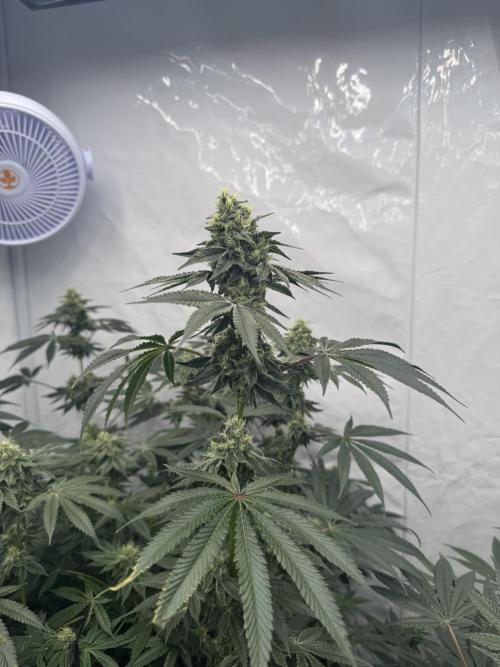 Copycat Genetics Sleepy Eye & Botafarm Matiere Grise. Week 10