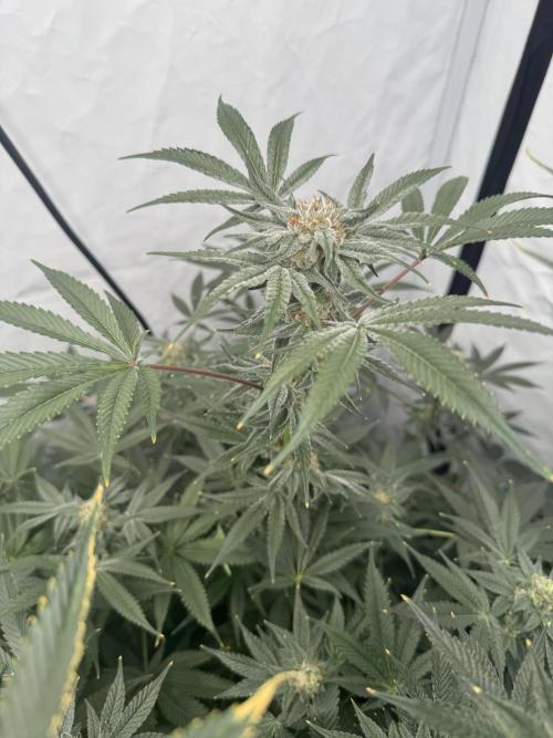 Copycat Genetics Sleepy Eye & Botafarm Matiere Grise. Week 11 - .