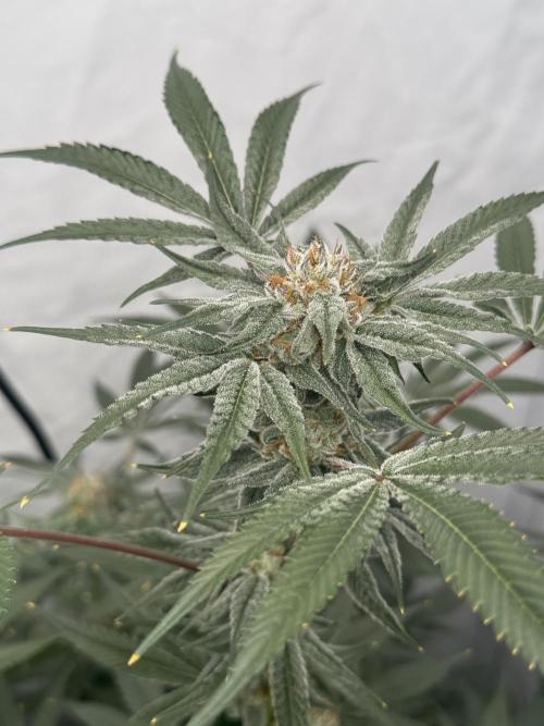 Copycat Genetics Sleepy Eye & Botafarm Matiere Grise. Week 11 - .