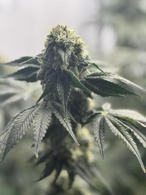 Copycat Genetics Sleepy Eye & Botafarm Matiere Grise. Week 11 - .