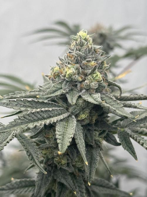 Copycat Genetics Sleepy Eye & Botafarm Matiere Grise. Week 11 - .