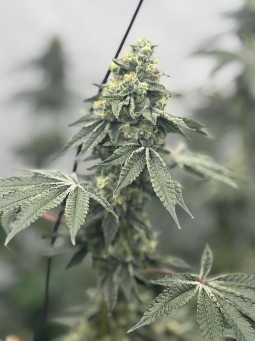 Copycat Genetics Sleepy Eye & Botafarm Matiere Grise. Week 11 - .