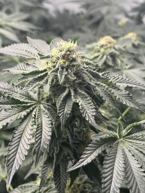 Copycat Genetics Sleepy Eye & Botafarm Matiere Grise. Week 11 - .