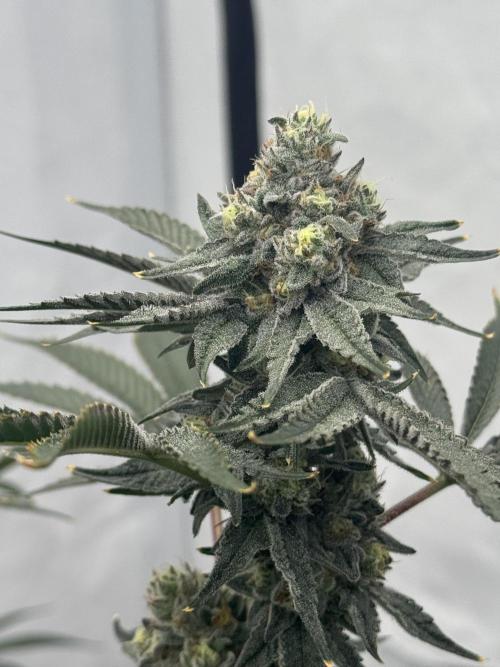 Copycat Genetics Sleepy Eye & Botafarm Matiere Grise. Week 11 - .