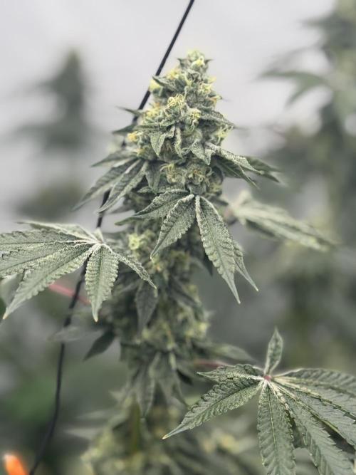 Copycat Genetics Sleepy Eye & Botafarm Matiere Grise. Week 11 - .