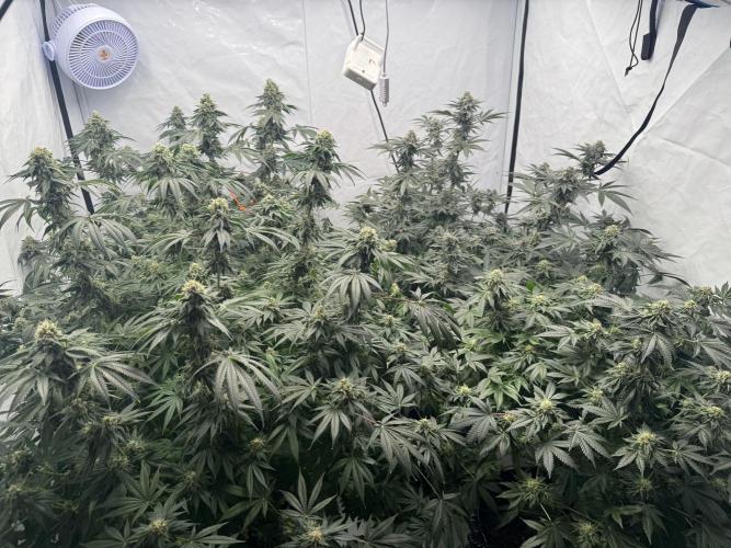 Copycat Genetics Sleepy Eye & Botafarm Matiere Grise. Week 11 - .