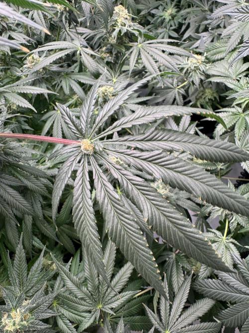 Copycat Genetics Sleepy Eye & Botafarm Matiere Grise. Week 12