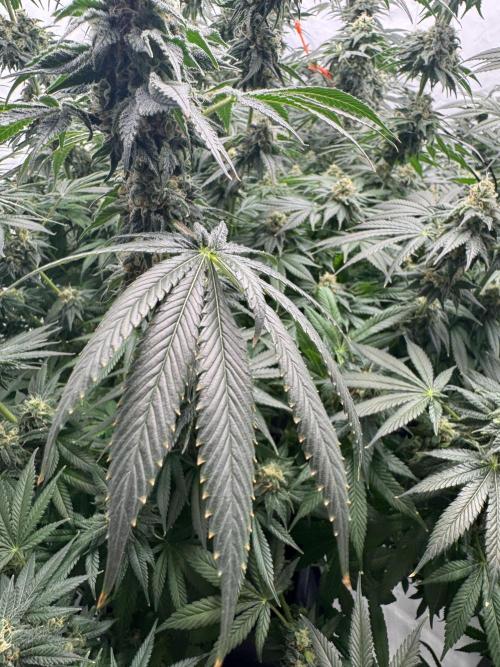 Copycat Genetics Sleepy Eye & Botafarm Matiere Grise. Week 12