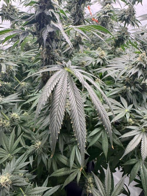 Copycat Genetics Sleepy Eye & Botafarm Matiere Grise. Week 12