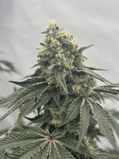 Copycat Genetics Sleepy Eye & Botafarm Matiere Grise. Week 12