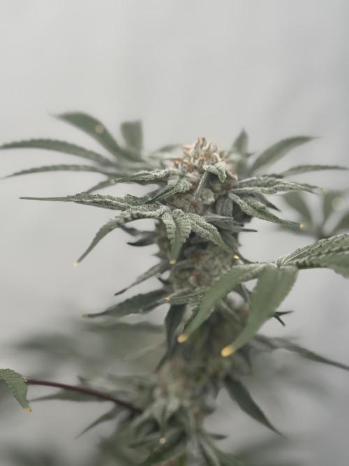 Copycat Genetics Sleepy Eye & Botafarm Matiere Grise. Week 12