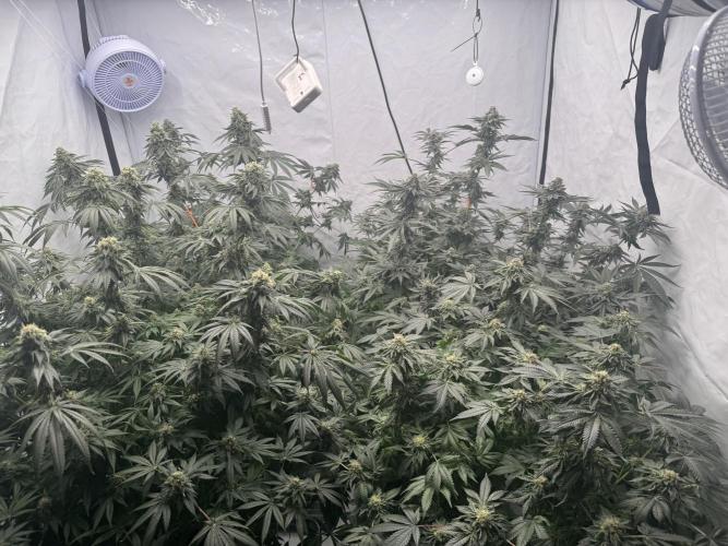 Copycat Genetics Sleepy Eye & Botafarm Matiere Grise. Week 12