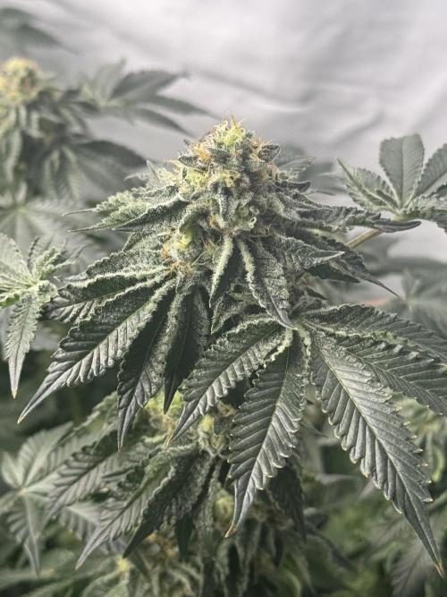 Copycat Genetics Sleepy Eye & Botafarm Matiere Grise. Week 12