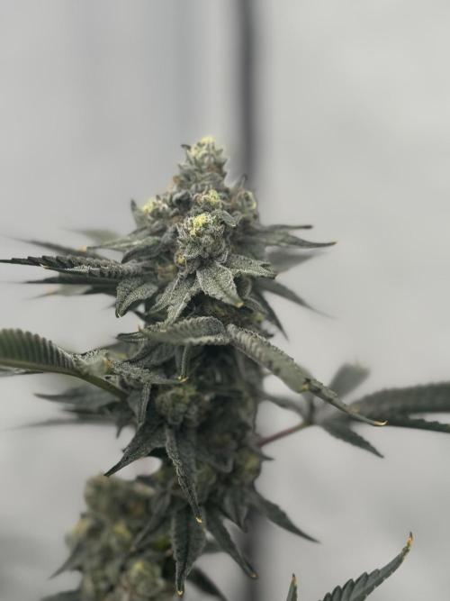 Copycat Genetics Sleepy Eye & Botafarm Matiere Grise. Week 12