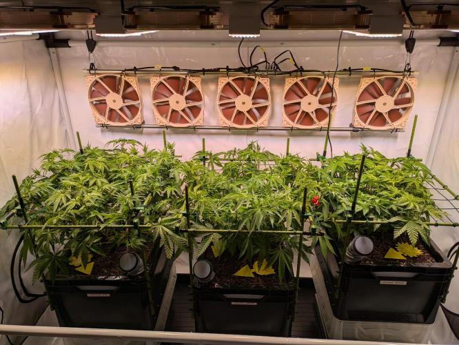 Indoor Photoperiod Run #4 (2025). Week 9