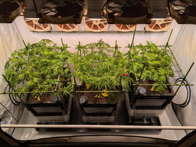 Indoor Photoperiod Run #4 (2025). Week 9