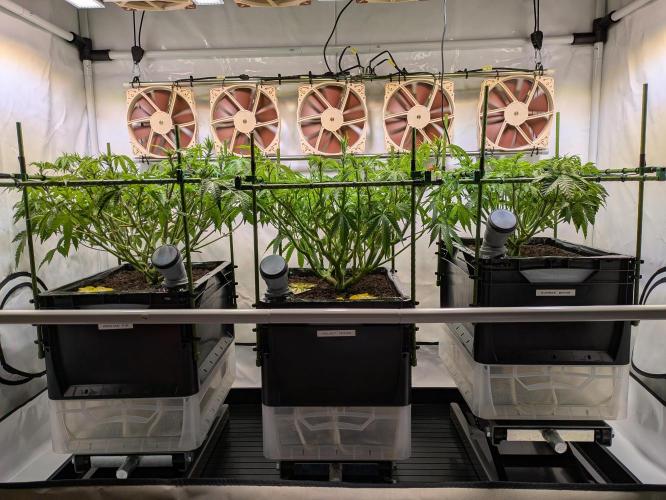 Indoor Photoperiod Run #4 (2025). Week 9