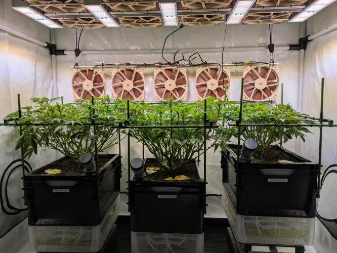 Indoor Photoperiod Run #4 (2025). Week 9