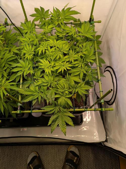 Indoor Photoperiod Run #4 (2025). Week 9