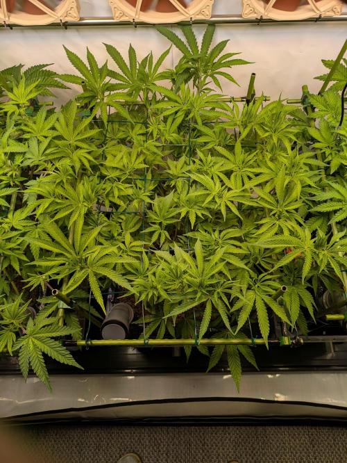 Indoor Photoperiod Run #4 (2025). Week 9