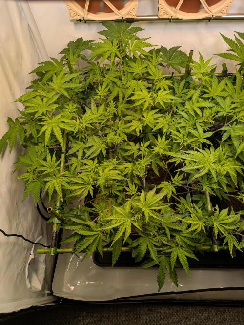 Indoor Photoperiod Run #4 (2025). Week 9