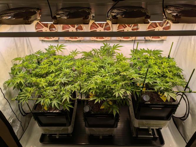 Indoor Photoperiod Run #4 (2025). Week 9