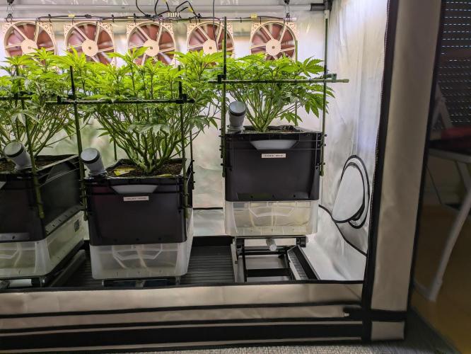 Indoor Photoperiod Run #4 (2025). Week 9