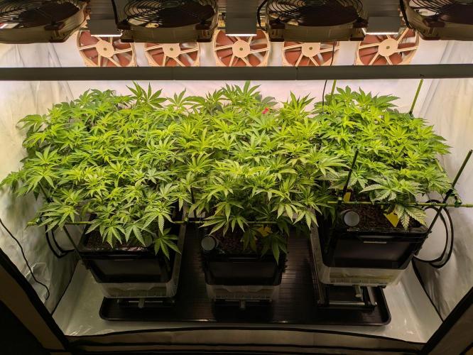 Indoor Photoperiod Run #4 (2025). Week 10