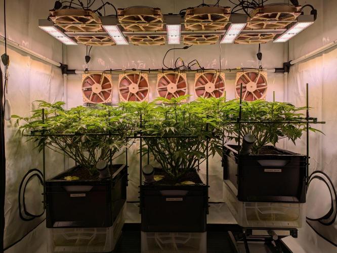 Indoor Photoperiod Run #4 (2025). Week 10