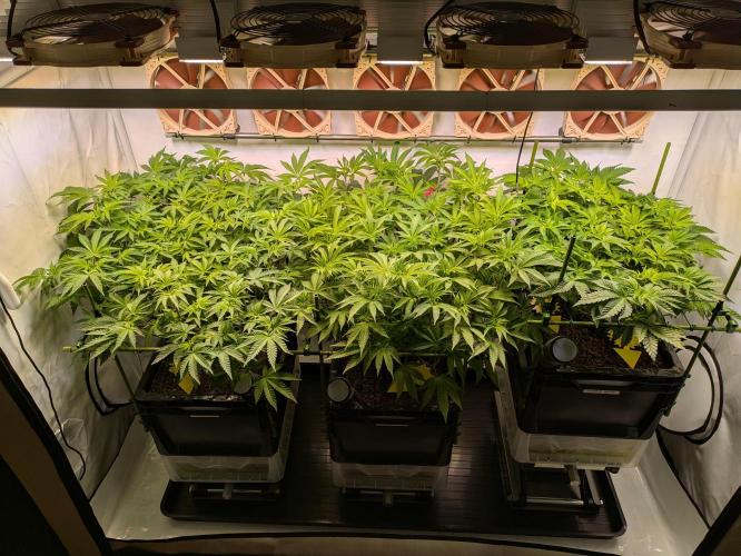 Indoor Photoperiod Run #4 (2025). Week 10