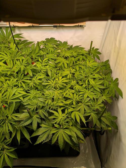 Indoor Photoperiod Run #4 (2025). Week 10