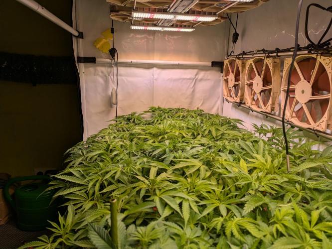 Indoor Photoperiod Run #4 (2025). Week 10