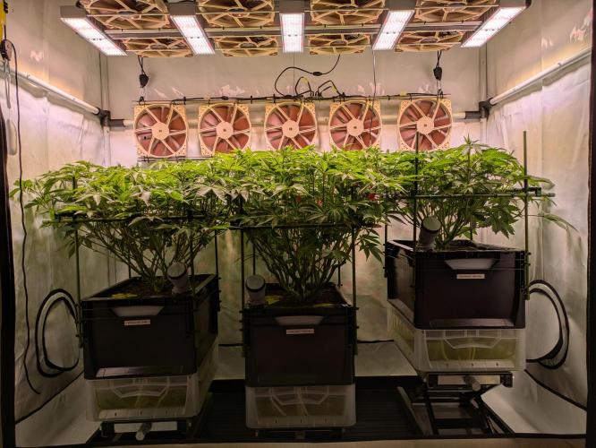 Indoor Photoperiod Run #4 (2025). Week 10