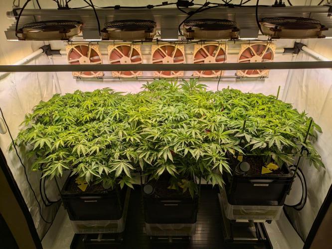 Indoor Photoperiod Run #4 (2025). Week 10