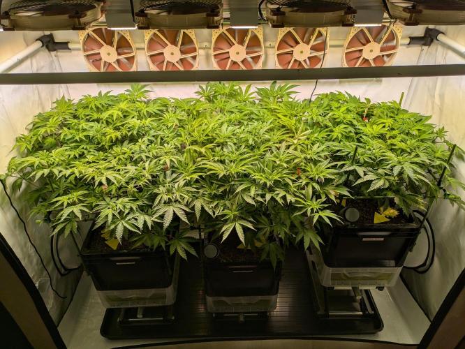 Indoor Photoperiod Run #4 (2025). Week 11