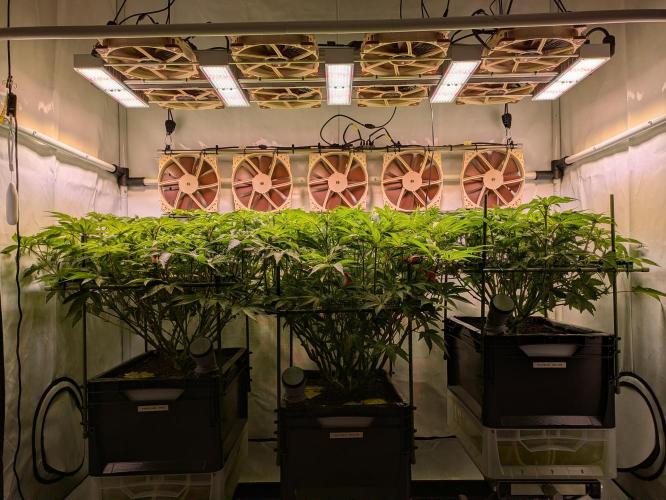 Indoor Photoperiod Run #4 (2025). Week 11